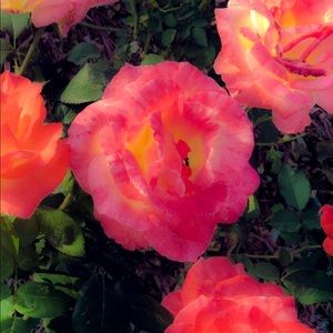 Meet your Posher, Charlotte